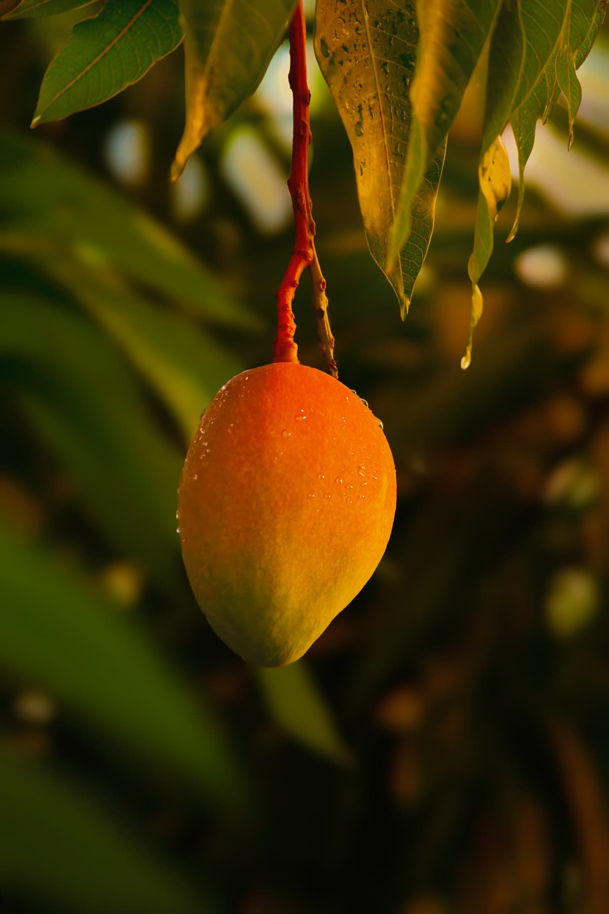Fruits
