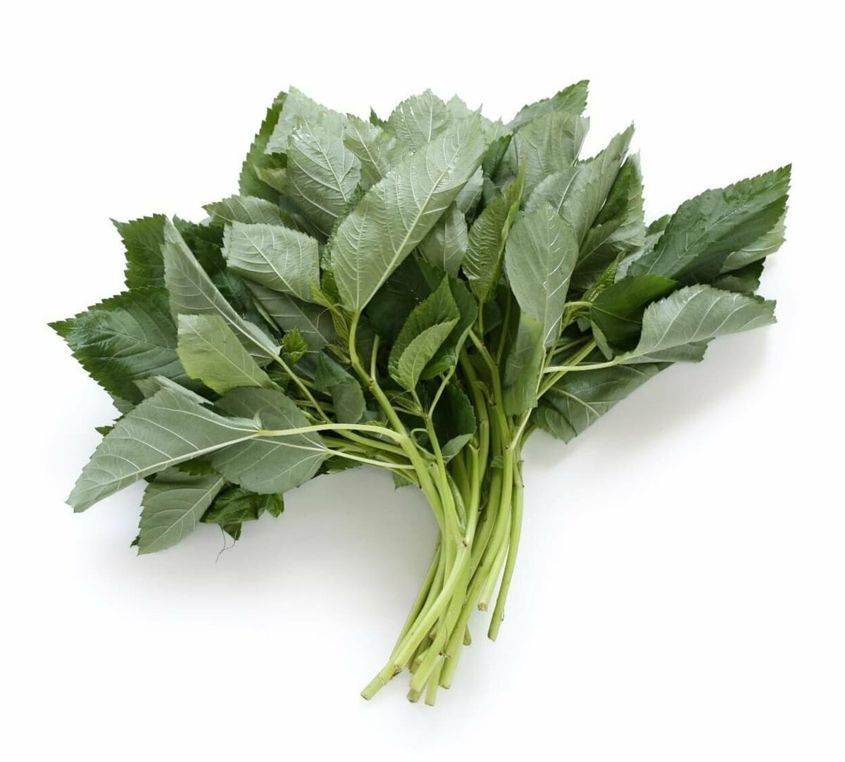Molokhiya